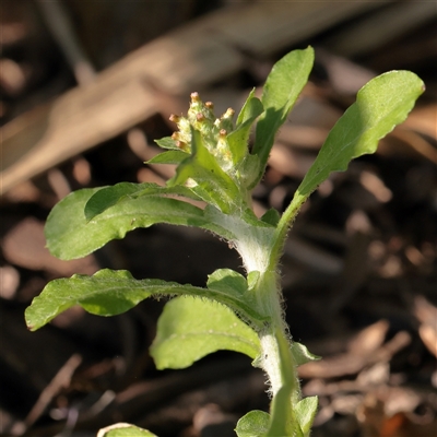 Unverified Other Wildflower or Herb at McMahons Point, NSW - 9 Sep 2025 by ConBoekel