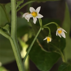 Unverified Other Wildflower or Herb at McMahons Point, NSW - 9 Sep 2025 by ConBoekel