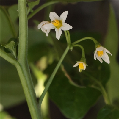 Unverified Other Wildflower or Herb at McMahons Point, NSW - 9 Sep 2025 by ConBoekel