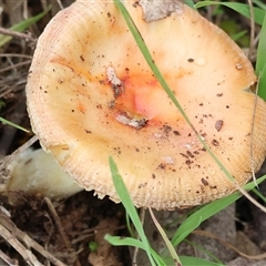 Amanita sp. (Amanita sp.) at Yackandandah, VIC - 14 Sep 2025 by KylieWaldon