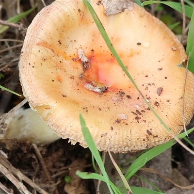 Amanita sp. (Amanita sp.) at Yackandandah, VIC - 14 Sep 2025 by KylieWaldon