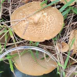 Lentinus arcularius (Fringed Polypore) at Yackandandah, VIC - 14 Sep 2025 by KylieWaldon