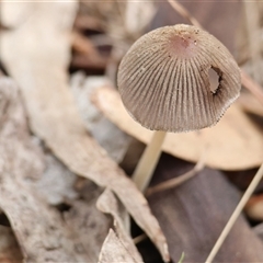 Coprinellus etc at Yackandandah, VIC - 14 Sep 2025 by KylieWaldon
