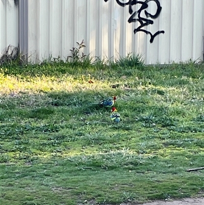 Platycercus eximius (Eastern Rosella) at Dickson, ACT - 14 Sep 2025 by Lisa.Jok