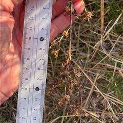 Symphyotrichum subulatum (Wild Aster, Bushy Starwort) at Dickson, ACT - 14 Sep 2025 by Lisa.Jok