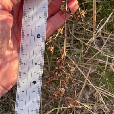 Symphyotrichum subulatum (Wild Aster, Bushy Starwort) at Dickson, ACT - 14 Sep 2025 by Lisa.Jok
