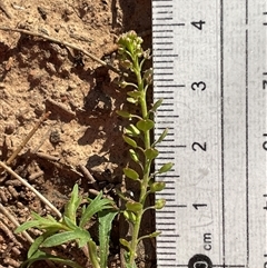 Lepidium africanum (Common Peppercress) at Dickson, ACT - 14 Sep 2025 by Lisa.Jok