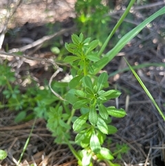 Galium aparine (Goosegrass, Cleavers) at Dickson, ACT - 14 Sep 2025 by Lisa.Jok