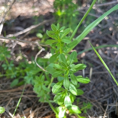 Galium aparine (Goosegrass, Cleavers) at Dickson, ACT - 14 Sep 2025 by Lisa.Jok