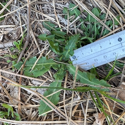 Cirsium vulgare (Spear Thistle) at Dickson, ACT - 14 Sep 2025 by Lisa.Jok