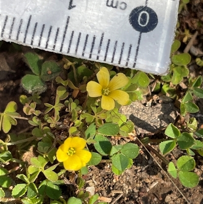 Oxalis (genus) (Wood Sorrel) at Dickson, ACT - 14 Sep 2025 by Lisa.Jok