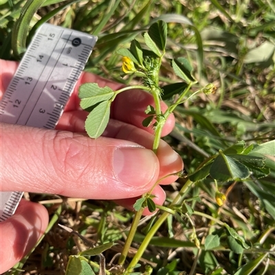 Medicago polymorpha (Burr Medic) at Dickson, ACT - 14 Sep 2025 by Lisa.Jok