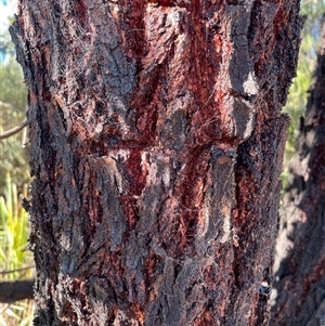 Eucalyptus (genus) (A Gum Tree) at Dickson, ACT - 14 Sep 2025 by Lisa.Jok