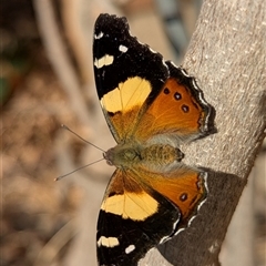 Vanessa itea (Yellow Admiral) at Holder, ACT - 14 Sep 2025 by Miranda