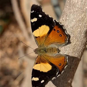 Vanessa itea (Yellow Admiral) at Holder, ACT - 14 Sep 2025 by Miranda