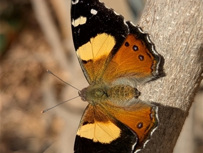 Vanessa itea (Yellow Admiral) at Holder, ACT - 14 Sep 2025 by Miranda