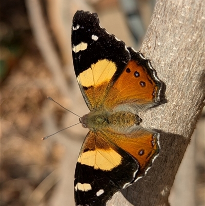 Vanessa itea (Yellow Admiral) at Holder, ACT - 14 Sep 2025 by Miranda