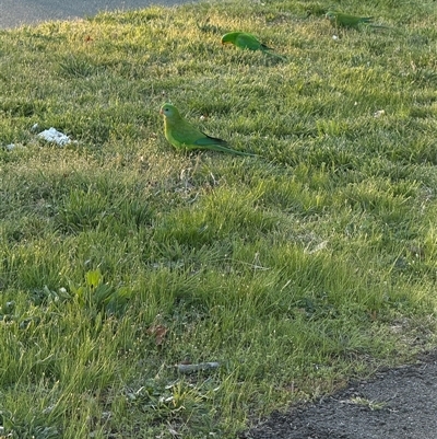 Polytelis swainsonii (Superb Parrot) at Gungahlin, ACT - 14 Sep 2025 by LouiseSproule