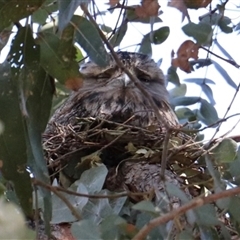 Podargus strigoides (Tawny Frogmouth) at Dickson, ACT - 14 Sep 2025 by Lisa.Jok