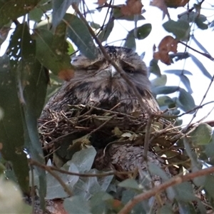 Podargus strigoides (Tawny Frogmouth) at Dickson, ACT - 14 Sep 2025 by Lisa.Jok