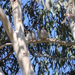 Manorina melanocephala (Noisy Miner) at Dickson, ACT - 14 Sep 2025 by Lisa.Jok