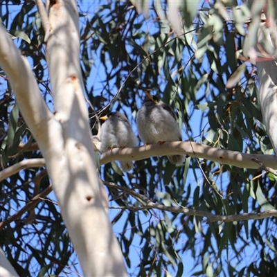 Manorina melanocephala (Noisy Miner) at Dickson, ACT - 14 Sep 2025 by Lisa.Jok