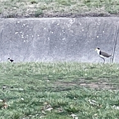 Vanellus miles (Masked Lapwing) at Dickson, ACT - 14 Sep 2025 by Lisa.Jok