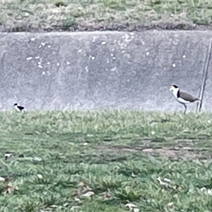 Vanellus miles (Masked Lapwing) at Dickson, ACT - 14 Sep 2025 by Lisa.Jok