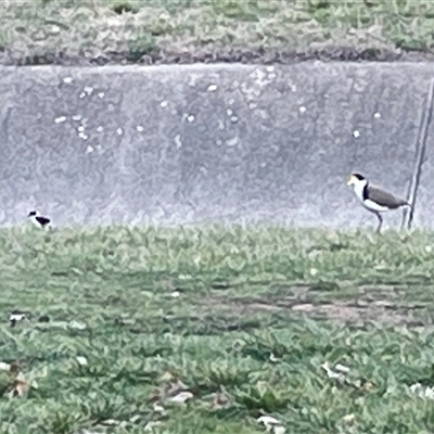 Vanellus miles (Masked Lapwing) at Dickson, ACT - 14 Sep 2025 by Lisa.Jok