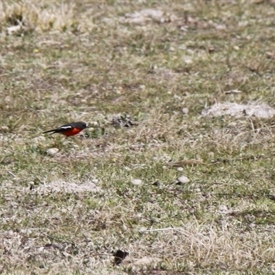 Petroica phoenicea (Flame Robin) at Tennent, ACT - 14 Sep 2025 by VanceLawrence