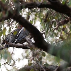 Callocephalon fimbriatum (Gang-gang Cockatoo) at Aranda, ACT - 11 Sep 2025 by Untidy
