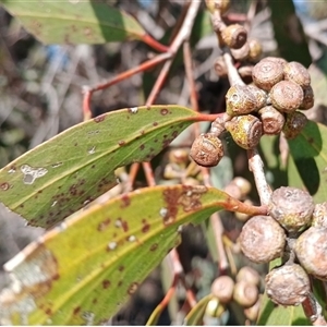 Eucalyptus dives (Broad-leaved Peppermint) at Bobundara, NSW - 14 Sep 2025 by mahargiani