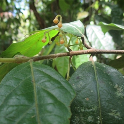 Steganthera laxiflora subsp. laxiflora (tetra beech) at Syndicate, QLD - 30 Jan 2015 by JasonPStewart