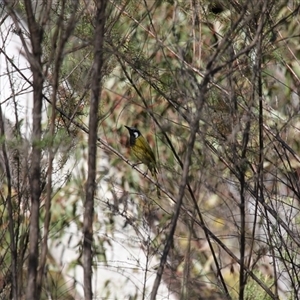 Nesoptilotis leucotis (White-eared Honeyeater) at Tharwa, ACT - 14 Sep 2025 by VanceLawrence