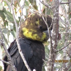 Calyptorhynchus lathami lathami (Glossy Black-Cockatoo) at Marulan, NSW - 28 Apr 2021 by GITM1