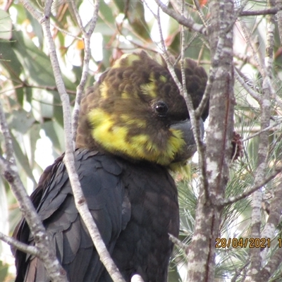 Calyptorhynchus lathami lathami (Glossy Black-Cockatoo) at Marulan, NSW - 28 Apr 2021 by GITM1
