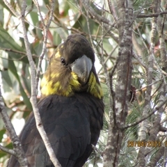 Calyptorhynchus lathami lathami at Marulan, NSW - suppressed