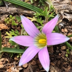 Romulea rosea var. australis (Onion Grass) at Crowther, NSW - 14 Sep 2025 by Frecko