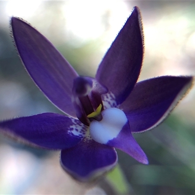 Glossodia major (Wax Lip Orchid) at Crowther, NSW - 14 Sep 2025 by Frecko