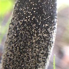 Drechmeria gunnii (Dark Vegetable Caterpillar) at Crowther, NSW - 14 Sep 2025 by Frecko