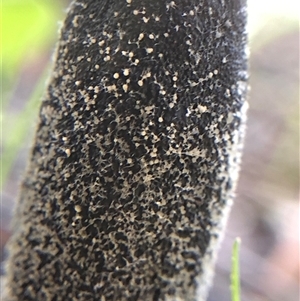 Drechmeria gunnii (Dark Vegetable Caterpillar) at Crowther, NSW - 14 Sep 2025 by Frecko