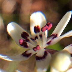 Wurmbea dioica subsp. dioica (Early Nancy) at Crowther, NSW - 14 Sep 2025 by Frecko
