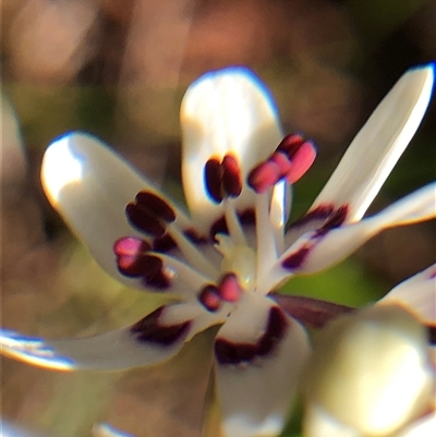 Wurmbea dioica subsp. dioica (Early Nancy) at Crowther, NSW - 14 Sep 2025 by Frecko