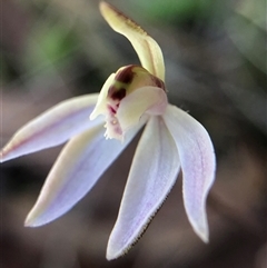 Caladenia fuscata (Dusky Fingers) at Crowther, NSW - 14 Sep 2025 by Frecko