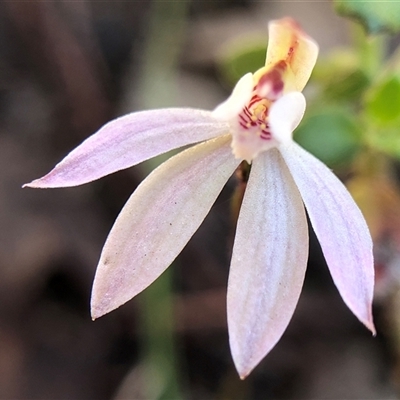 Caladenia fuscata (Dusky Fingers) at Crowther, NSW - 14 Sep 2025 by Frecko