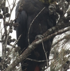 Calyptorhynchus lathami lathami (Glossy Black-Cockatoo) at Marulan, NSW - 24 Dec 2019 by GITM1