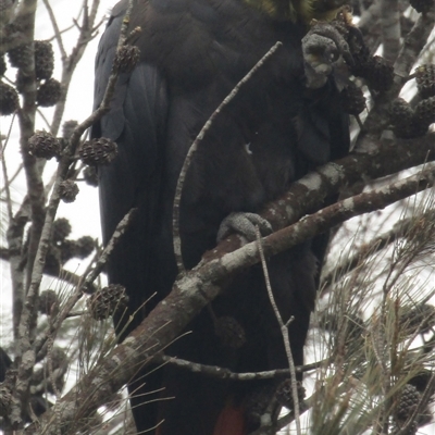 Calyptorhynchus lathami lathami (Glossy Black-Cockatoo) at Marulan, NSW - 24 Dec 2019 by GITM1