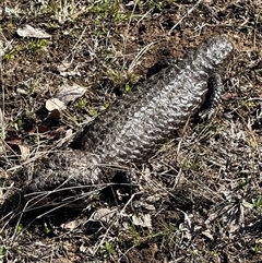 Tiliqua rugosa (Shingleback Lizard) at Bungendore, NSW - 14 Sep 2025 by yellowboxwoodland
