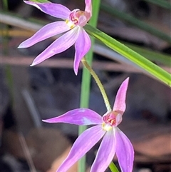 Caladenia hillmanii (Purple Heart Orchid) at Ulladulla, NSW - 12 Sep 2025 by Clarel