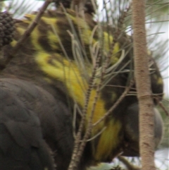 Calyptorhynchus lathami lathami at Marulan, NSW - suppressed